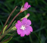 Epilobium hirsutum