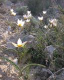 Tulipa biflora. Цветущие растения (Tulipa polychroma Stapf). Israel, Negev Mountains. 02.03.2007.