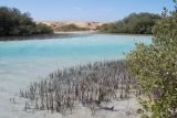 Avicennia marina. Заросли по краям солёного водоёма; в воде видны воздушные корни. Египет, Синай, Рас Мохаммед. 21.02.2009.