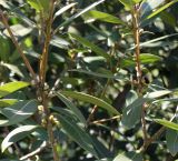 Osmanthus &times; burkwoodii