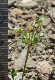 Stellaria pallida. Верхушка плодоносящего растения. Крым, окр. Ялты, пгт Восход, кладбище. 29 апреля 2013 г.