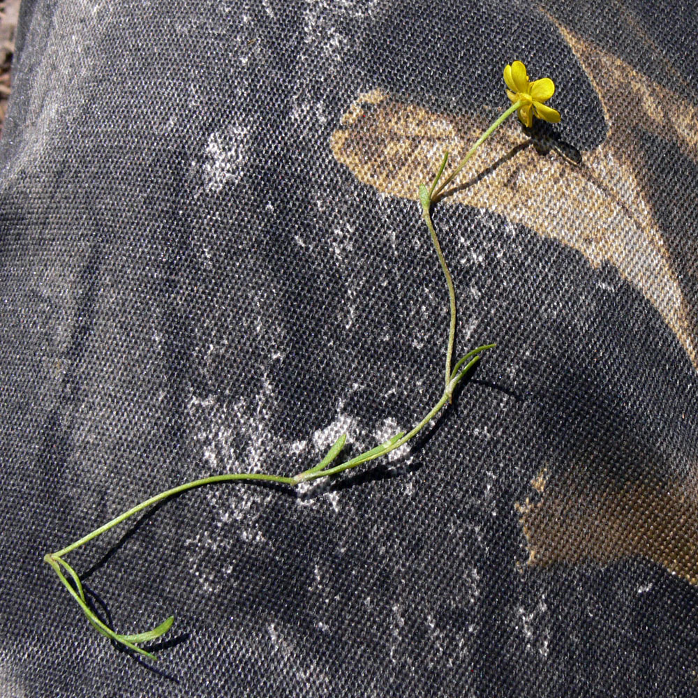 Image of Ranunculus reptans specimen.