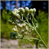 Achillea cartilaginea. Часть соцветия. Чувашия, окр. г. Шумерля, полянка возле ГНС. 30 июня 2009 г.