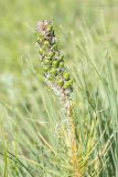 Asphodeline taurica. Верхушка побега с соплодием. Крым, Бахчисарайский р-н, с. Танковое. 23.05.2014.