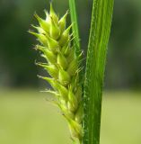 Carex hirta