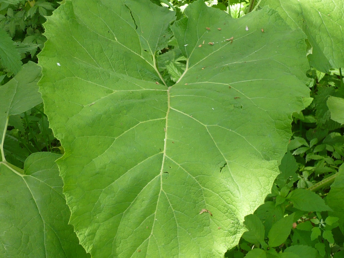 Изображение особи род Arctium.