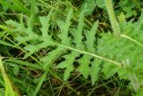 Cirsium maackii. Лист. Приморский край, Шкотовский р-н, окр. с. Романовка, левый берег р. Суходол, на лугу. 13.07.2014.