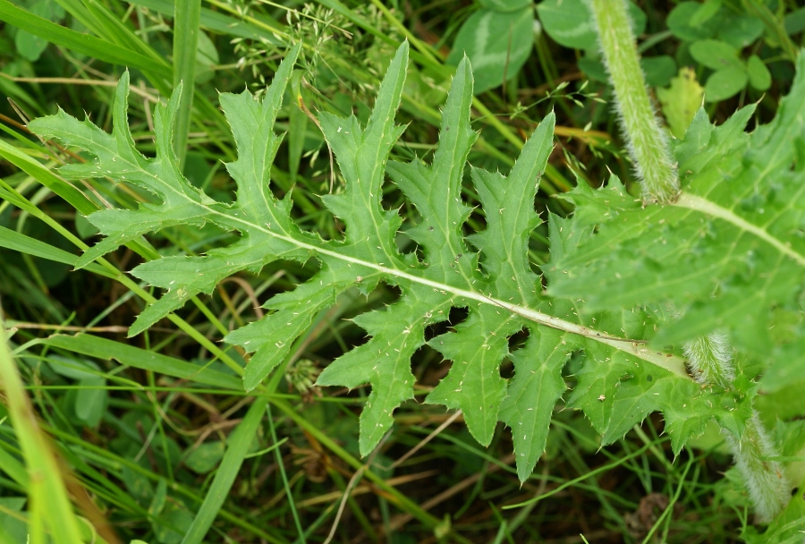 Image of Cirsium maackii specimen.