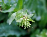 Cerinthe подвид caucasica