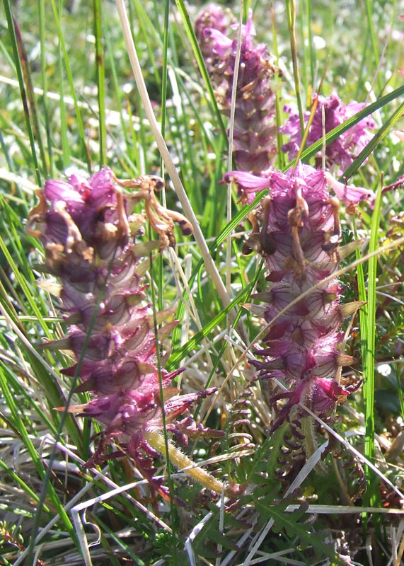 Изображение особи Pedicularis verticillata.