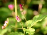 Rubus arcticus