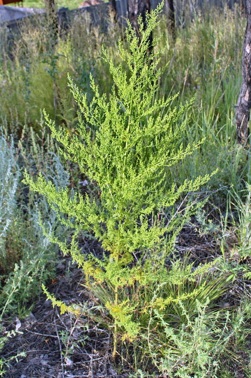 Изображение особи Artemisia annua.