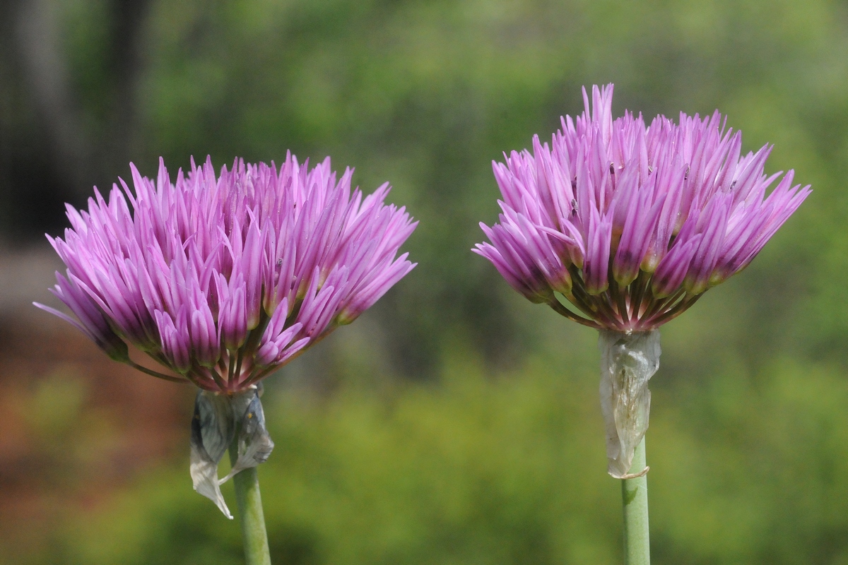 Изображение особи Allium pseudowinklerianum.