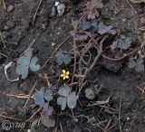 Oxalis corniculata