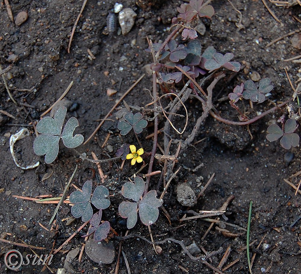 Image of Oxalis corniculata specimen.