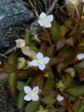 Anagallidium dichotomum. Верхушки побегов с цветками. Иркутская обл., Иркутский р-н, окр. пос. Боково. 06.06.2014.