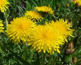 род Taraxacum