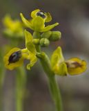 Ophrys lutea. Верхушка побега с цветками. Греция, Эгейское море, о. Парос, окр. г. Лефкес, Византийская тропа; обочина горной туристической мощёной дороги. 13.04.2015.