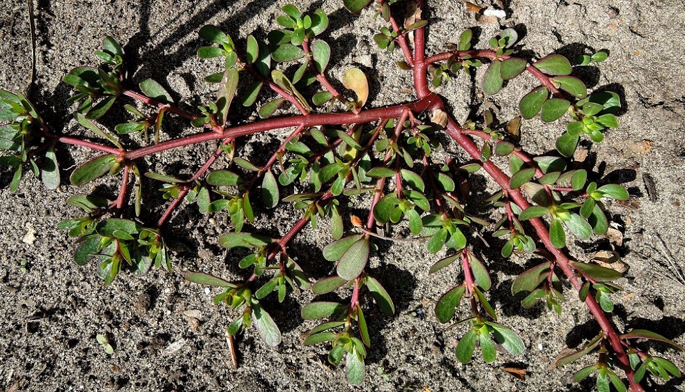 Изображение особи Portulaca oleracea.