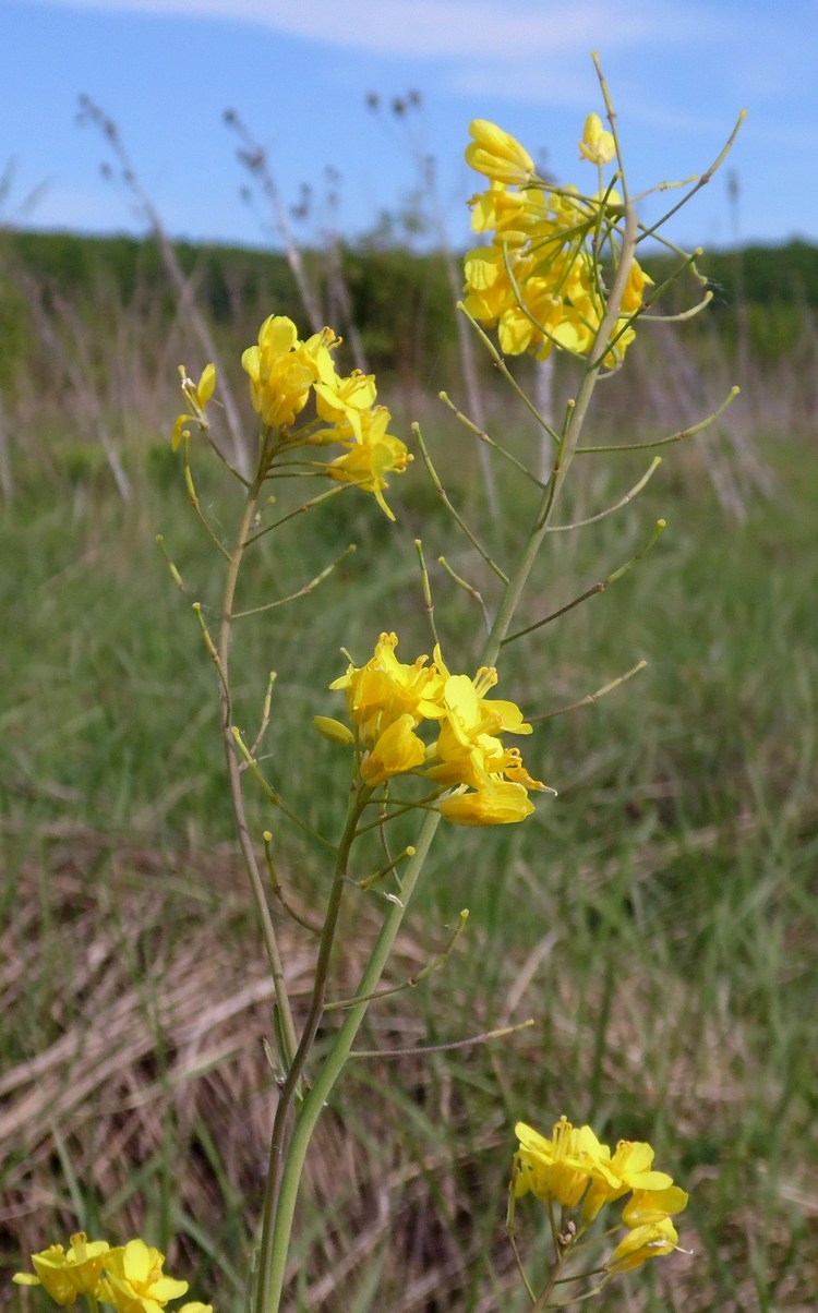 Изображение особи Brassica campestris.