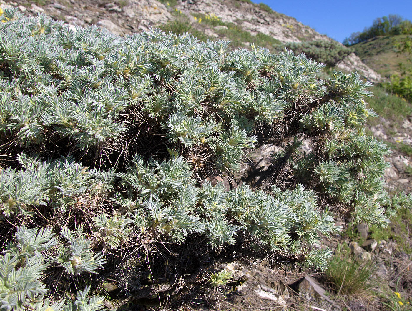 Изображение особи Astragalus arnacantha.