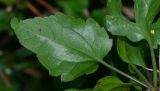 Clematis cirrhosa