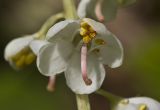 Pyrola rotundifolia