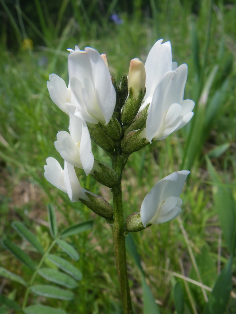 Изображение особи семейство Fabaceae.