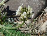 Oxytropis candicans. Соцветие. Иркутская обл., Шелеховский р-н, окр. с. Шаманка, каменистый берег р. Иркут. 21.05.2016.