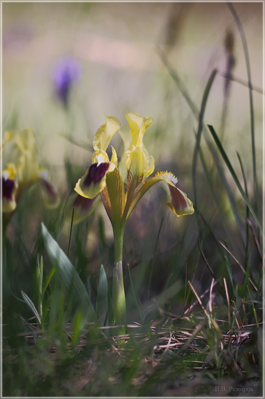 Изображение особи Iris pumila.