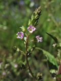 Veronica catenata. Верхушка соцветия. Нидерланды, провинция Утрехт, окр. деревни Бюнник, заболоченный берег небольшой протоки. 2 июня 2010 г.