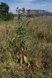 Centaurea pseudophrygia