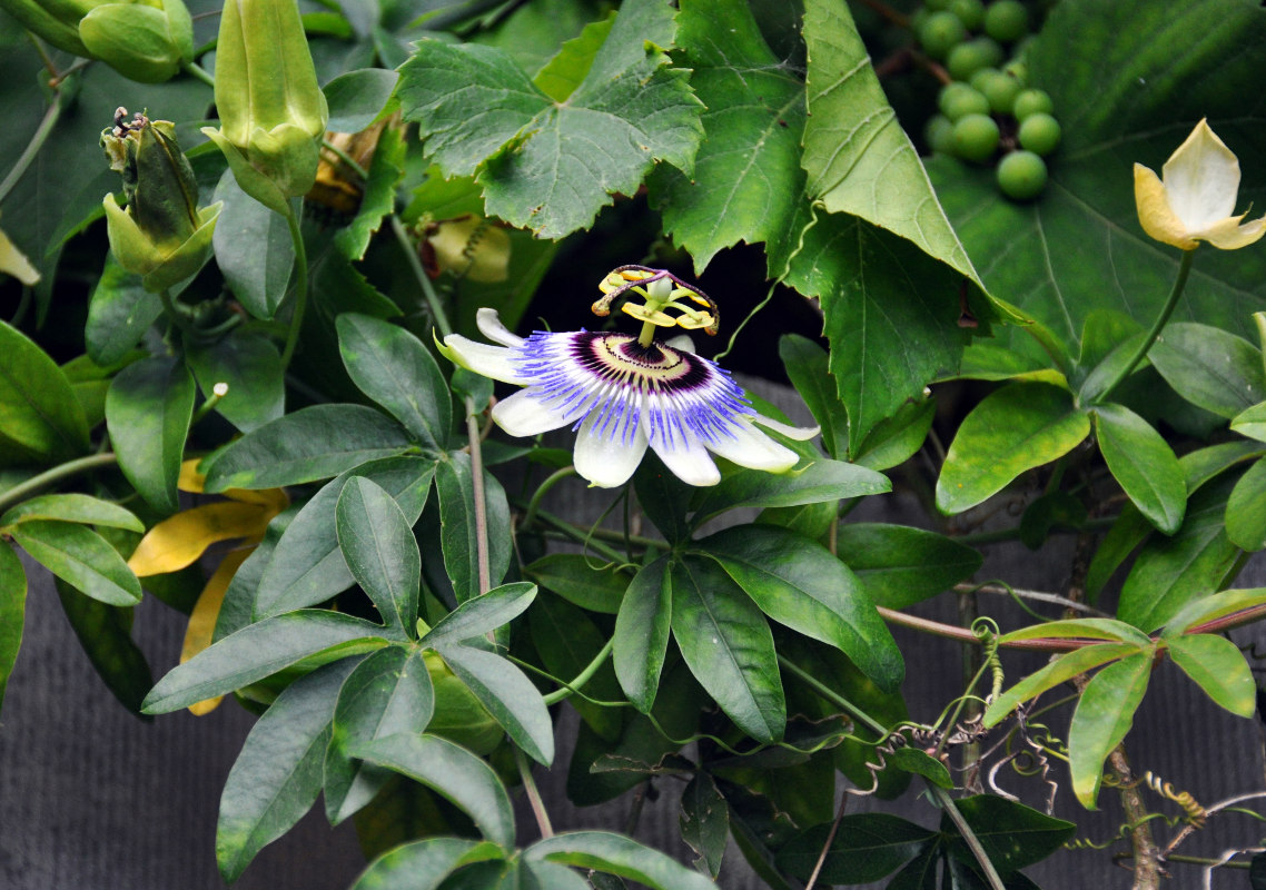 Изображение особи Passiflora caerulea.