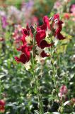 Antirrhinum majus