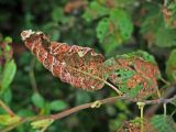 Alnus incana