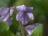 Viola epipsiloides. Цветок. Магаданская обл., окр. г. Магадан, пос. Снежная Долина, бассейн р. Дукча, тополёво-чозениевый пойменный лес. 12.06.2009.