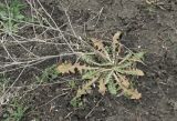 Chondrilla juncea. Перезимовавшее растение в кювете грунтовой дороги. Краснодарский край, Кущевский р-н, станица Шкуринская, вблизи саги. 31.03.2018.