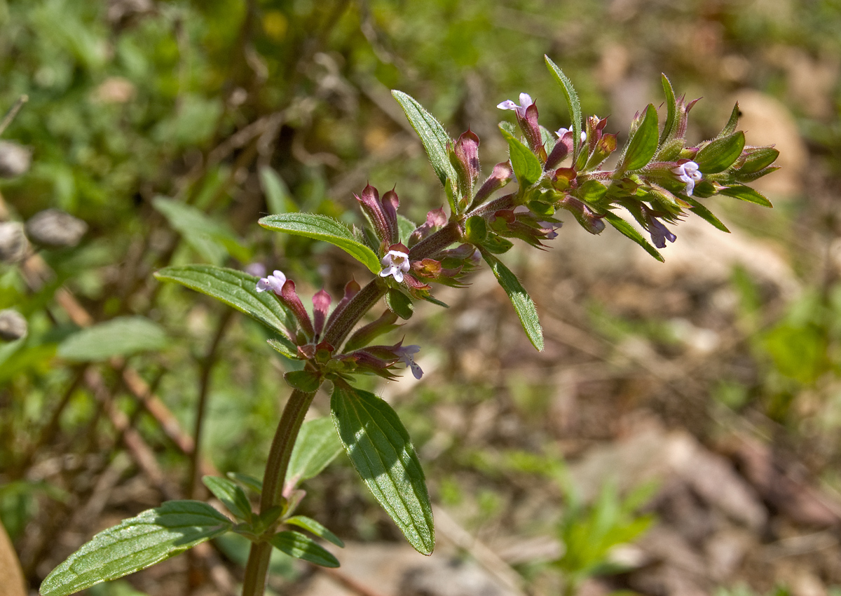 Изображение особи Dracocephalum thymiflorum.