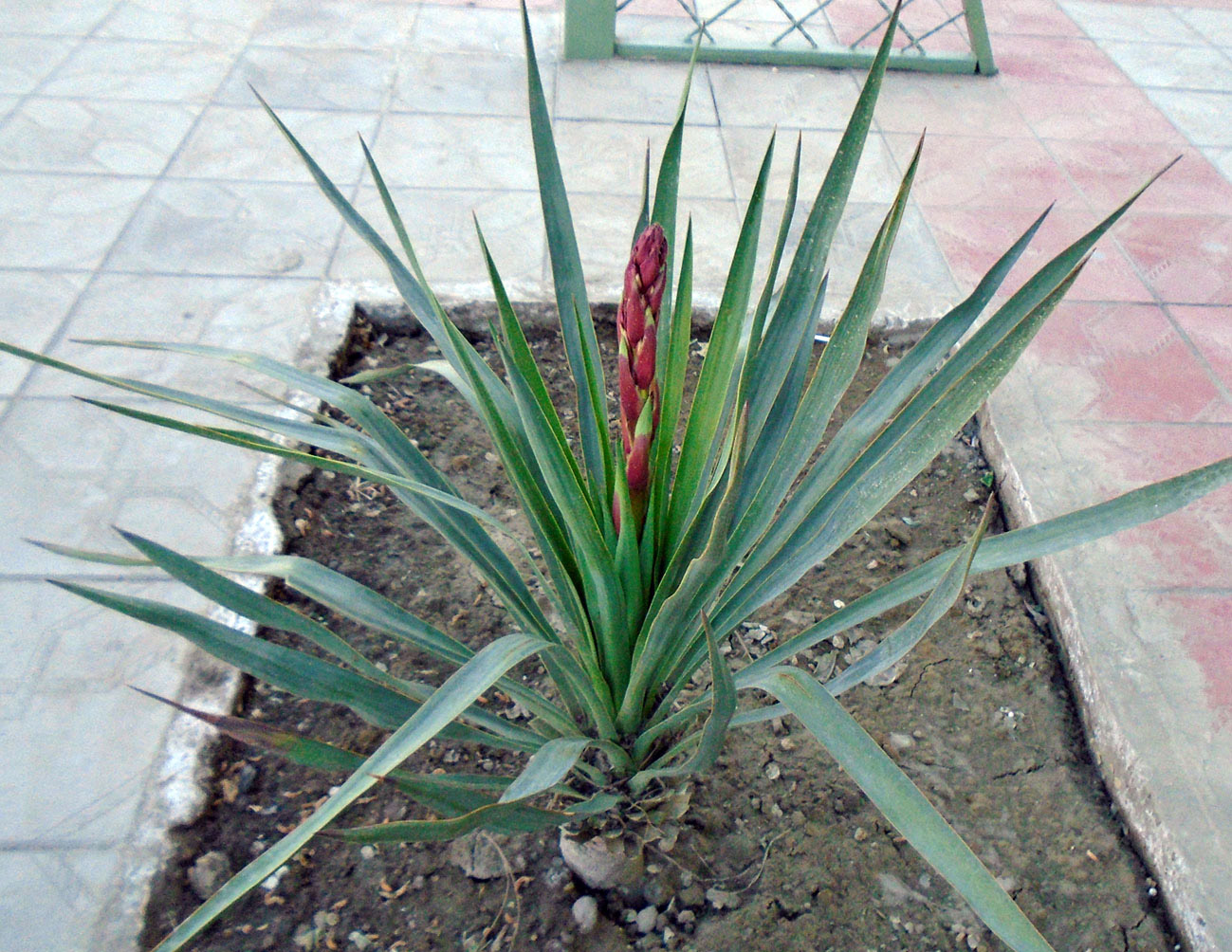 Изображение особи Yucca flaccida.