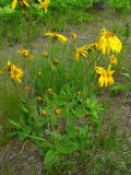 Arnica montana