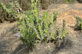 Euphorbia grandicornis