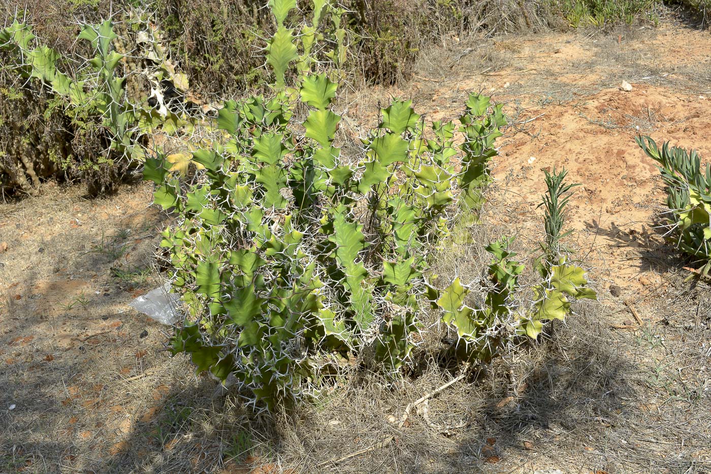 Изображение особи Euphorbia grandicornis.
