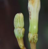 Anthocleista grandiflora. Бутоны. Танзания, автономия Занзибар, о-в Унгуджа, Central South Region, национальный парк \"Jozani Chwaka Bay\". 29.10.2018.