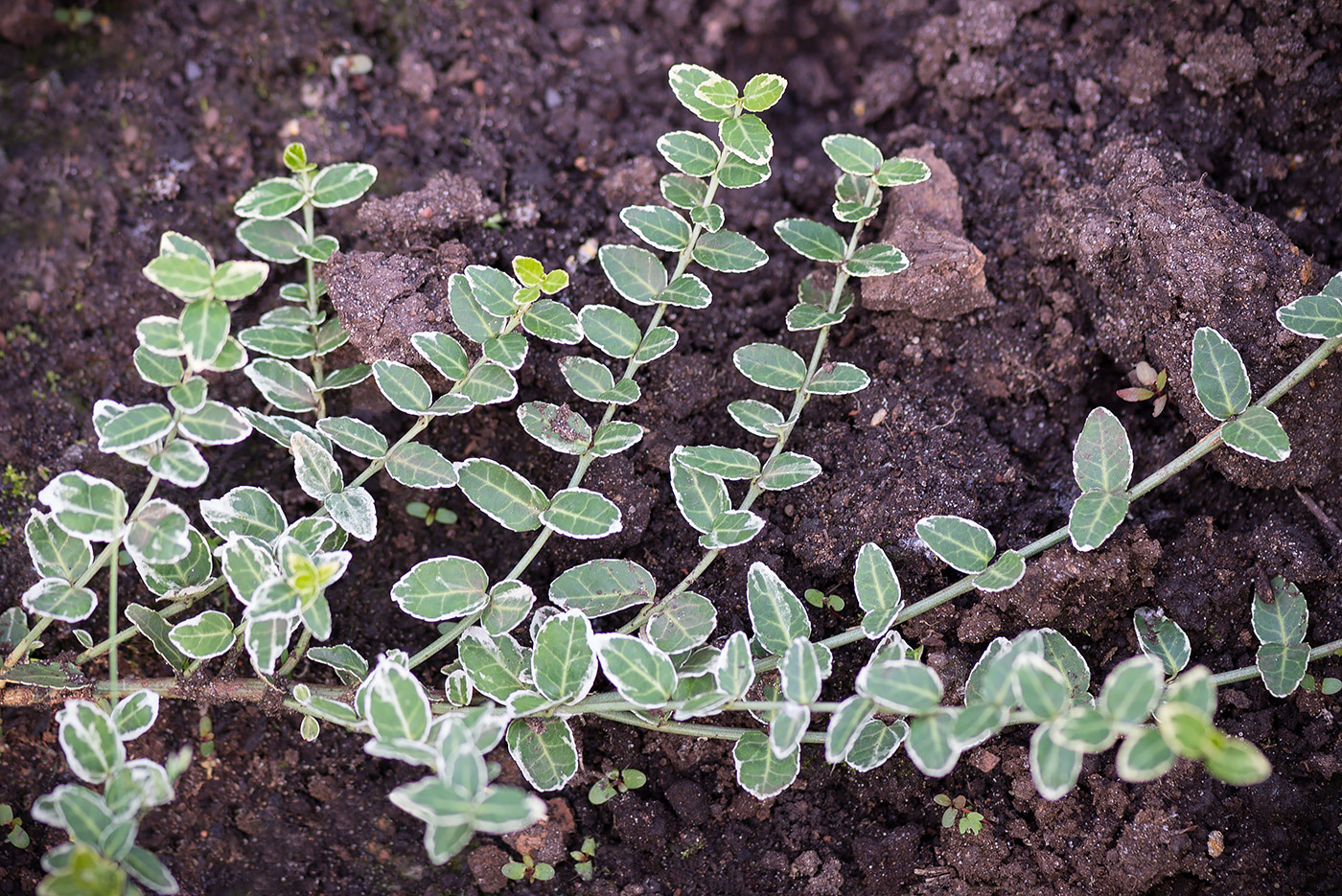 Изображение особи Euonymus fortunei.