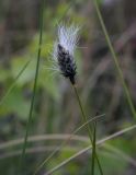 Eriophorum vaginatum. Верхушка побега с соплодием. Пермский край, Краснокамский р-н, сосново-пушицево-кустарничково-сфагновое болото. 17.06.2018.