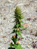 Verbascum spectabile