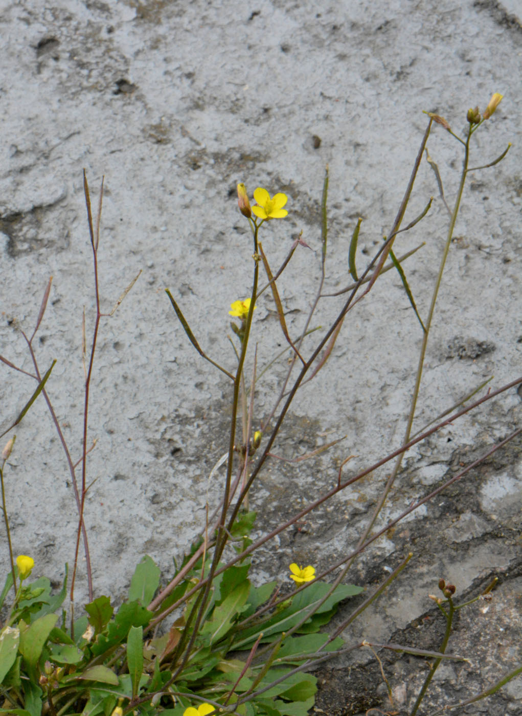 Изображение особи Diplotaxis muralis.