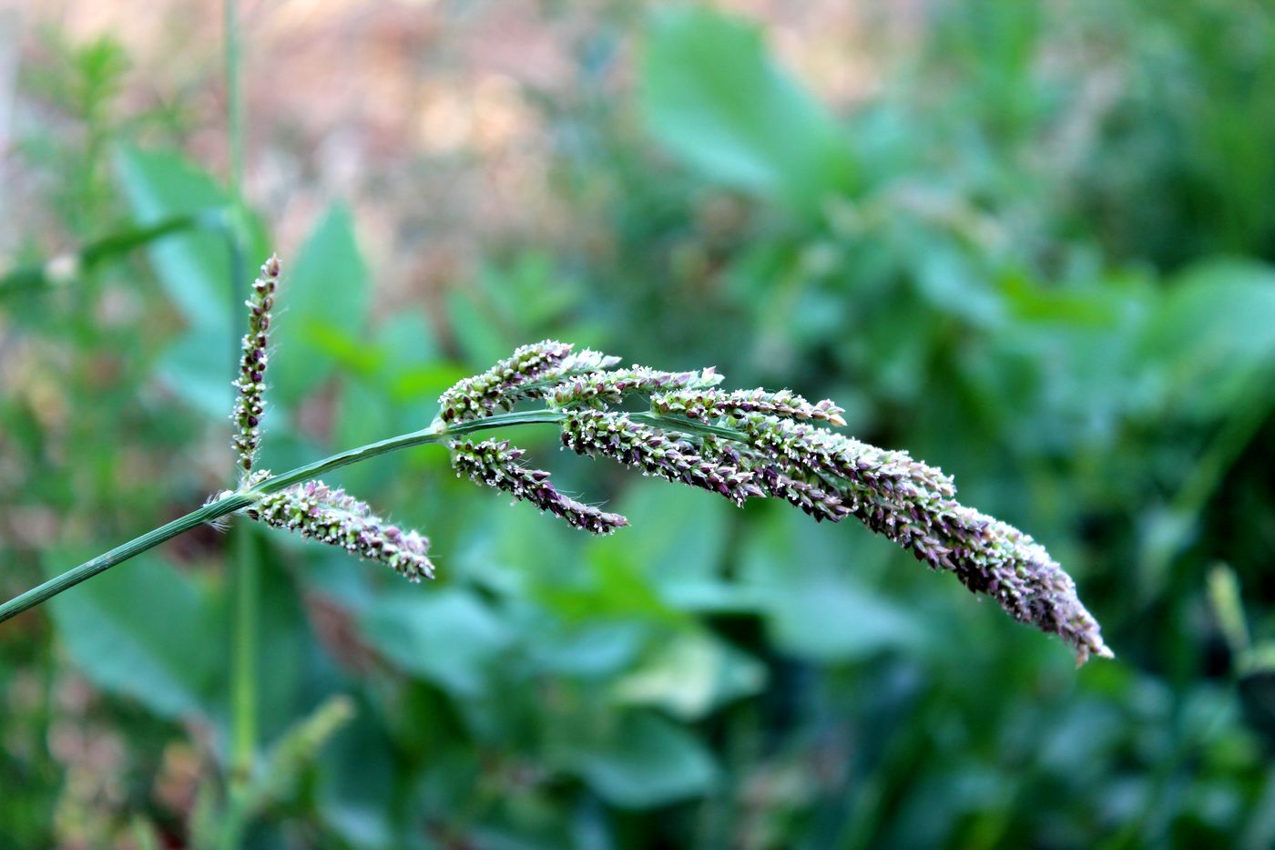 Изображение особи Echinochloa crus-galli.