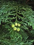 Chamaecyparis lawsoniana