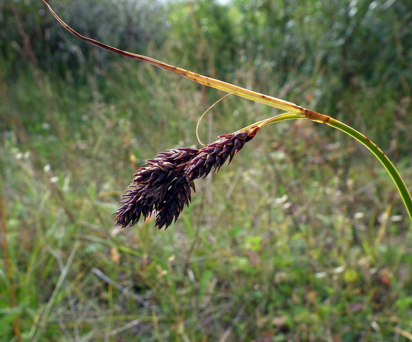 Изображение особи Carex atrata.